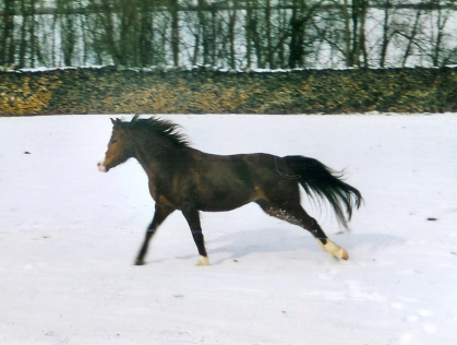 Minihoeve's Fiona